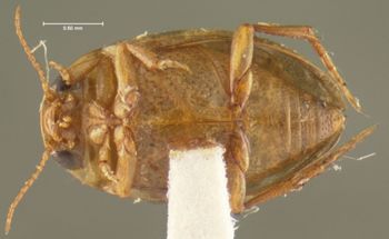 Media type: image;   Entomology 23901 Aspect: habitus ventral view
